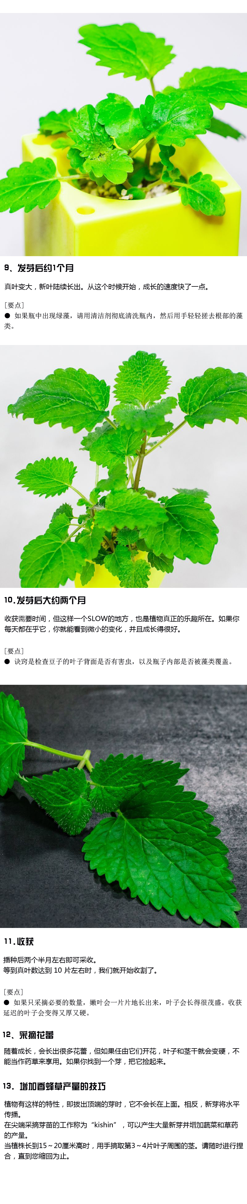 如何种植