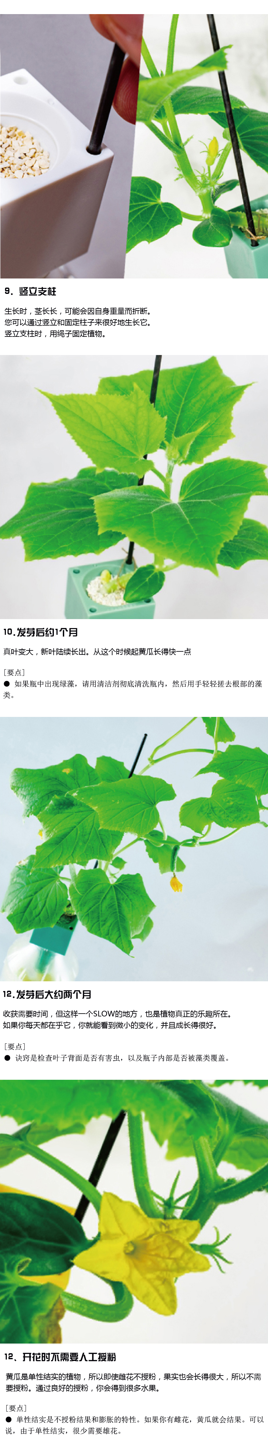 黄瓜生长管理