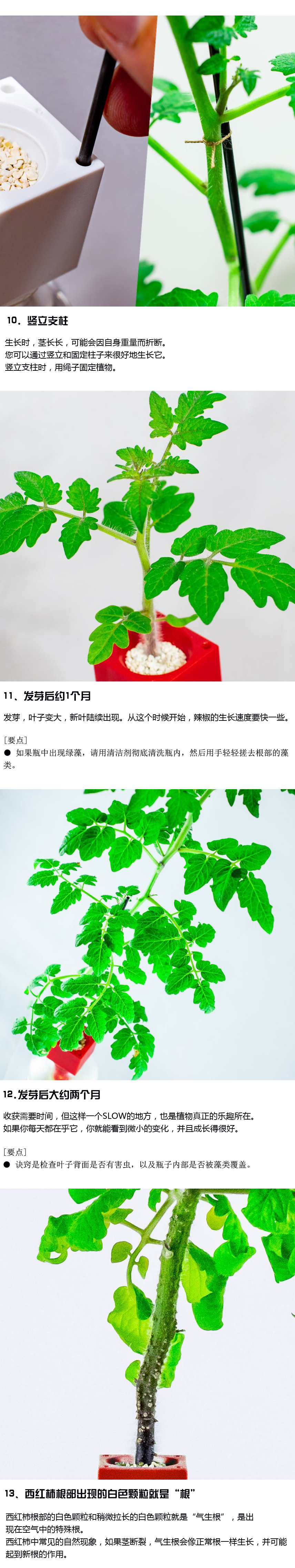 黄金番茄成熟果实特写