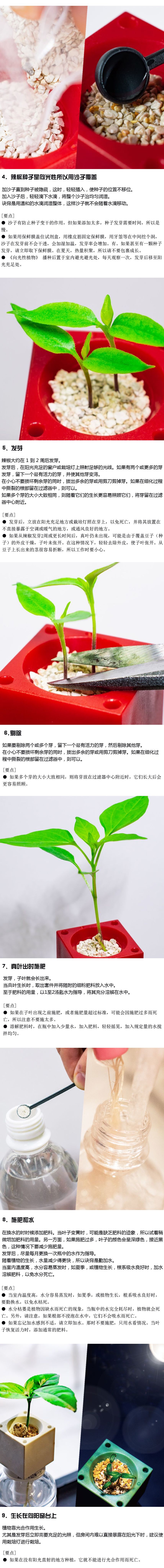 如何种植