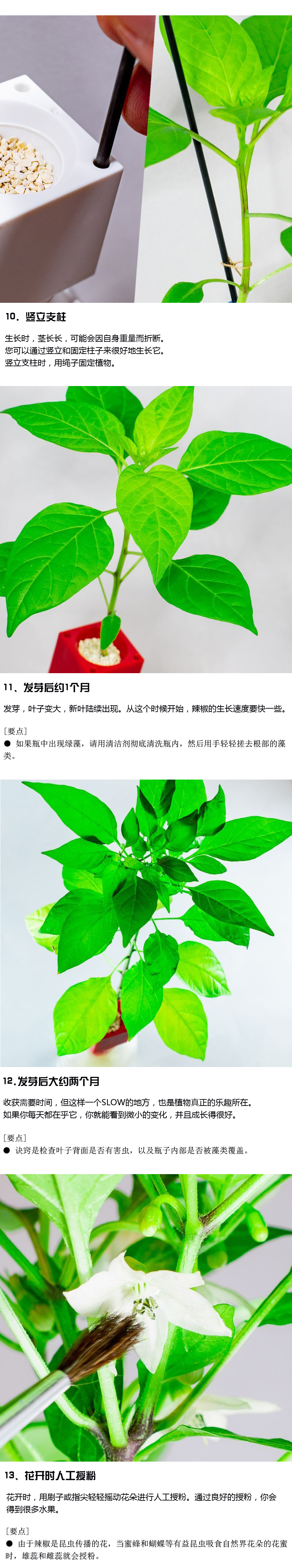 如何种植