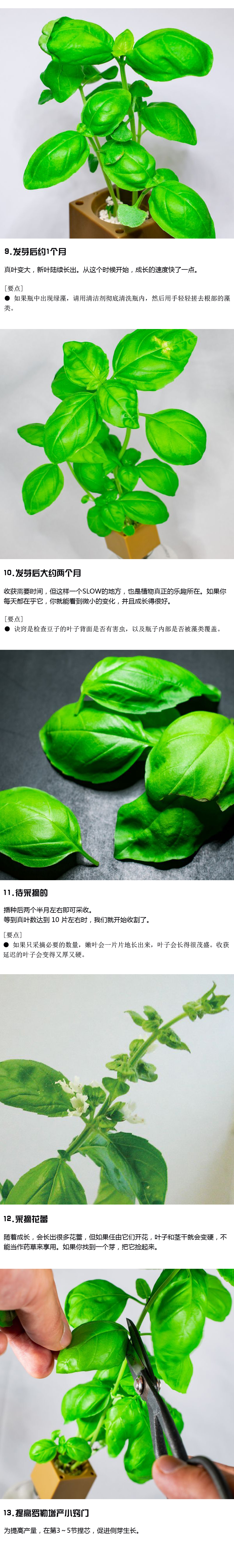 如何种植