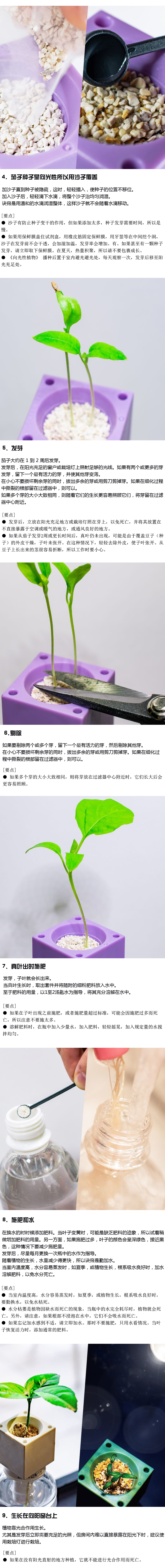 如何种植