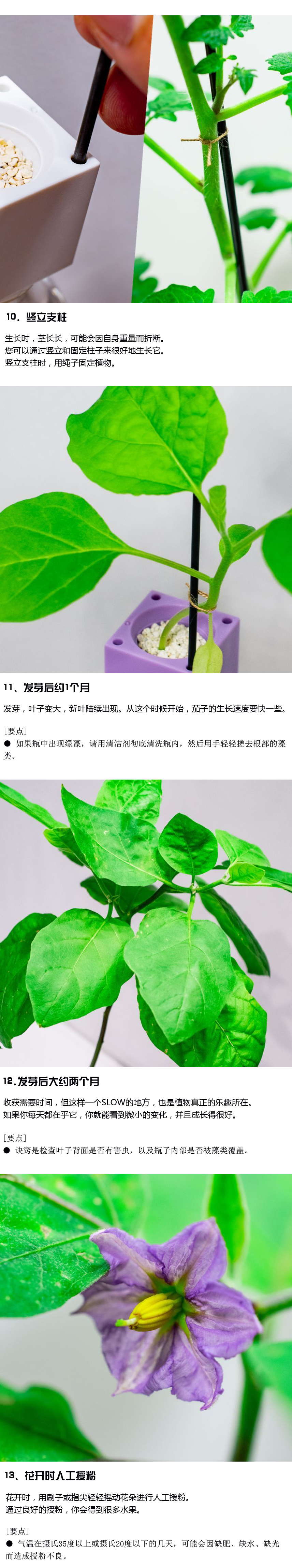 如何种植