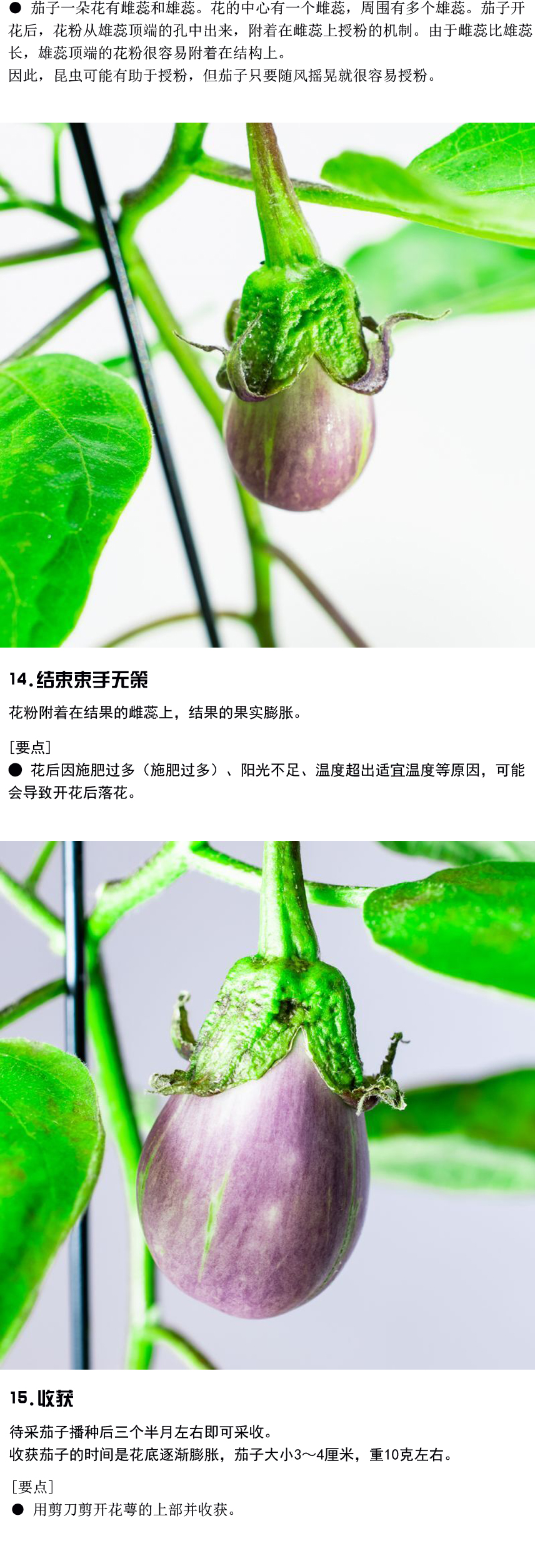 如何种植