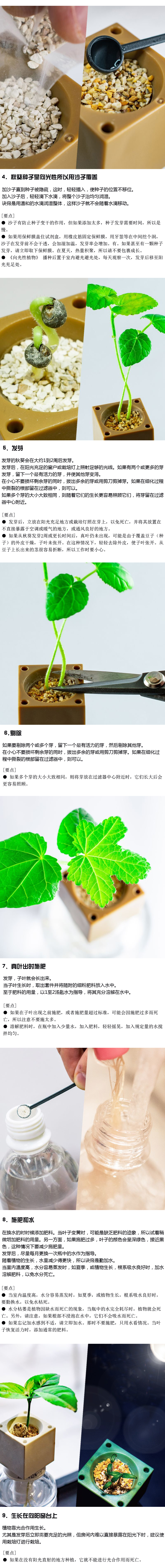 如何种植