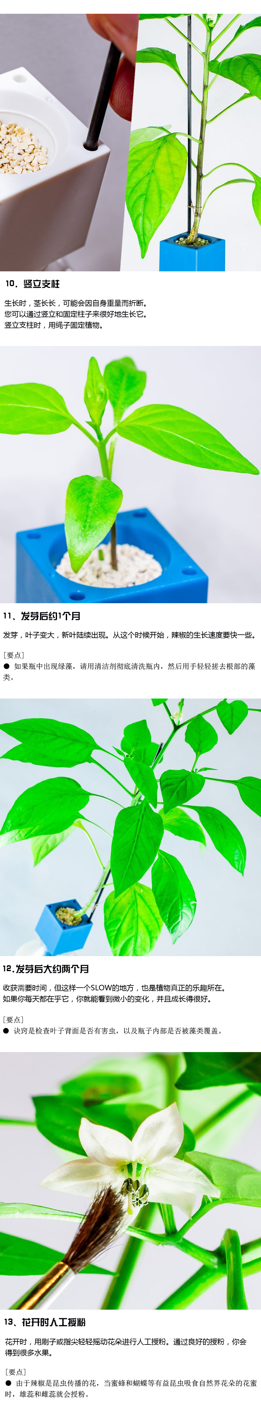 甜椒生长管理