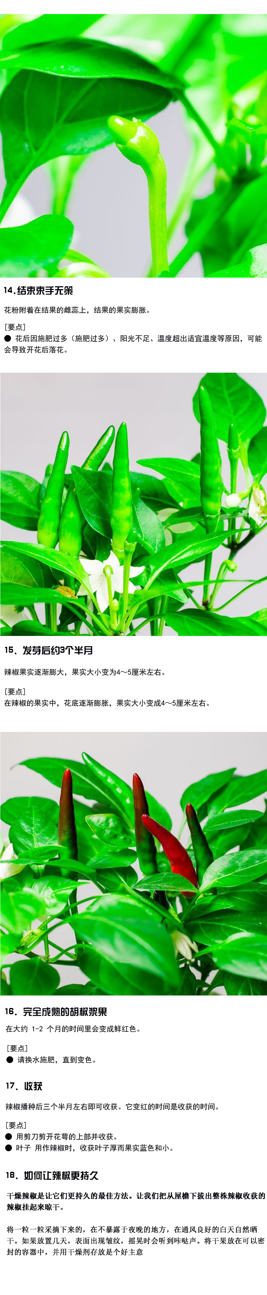 甜椒采收和储存