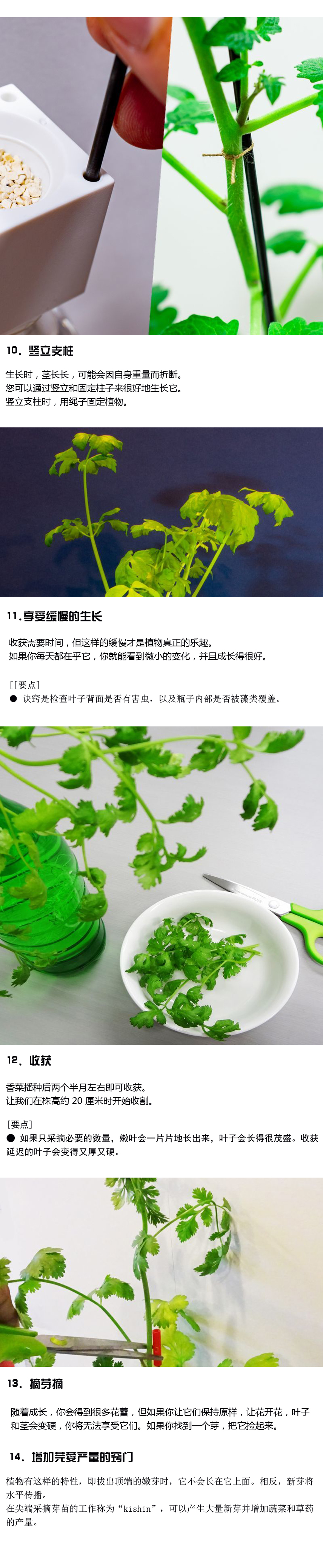 如何种植